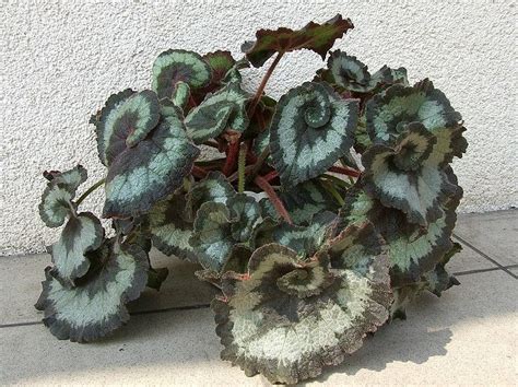 Всё о бегониях и не только...: Begonia rex 'Escargot'