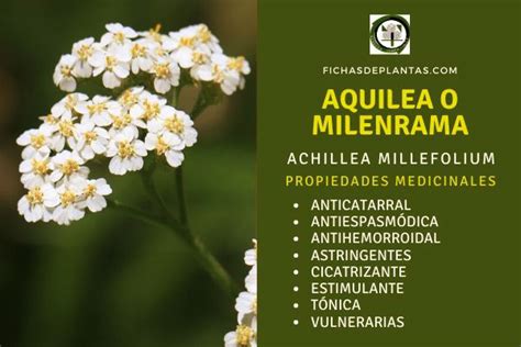 Aquilea O Milenrama Achillea Millefolium Descripción Y Propiedades