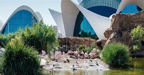 Entradas para Oceanogràfic y Ciudad de las Artes y de las Ciencias