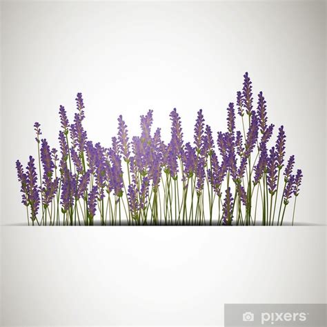 Poster Vektor Illustration Von Einem Lavendel Hintergrund PIXERS CH