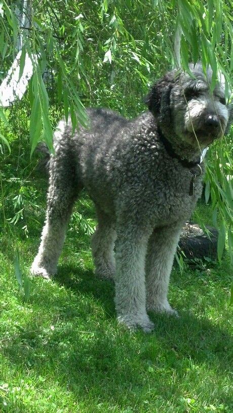 Grey Labradoodle