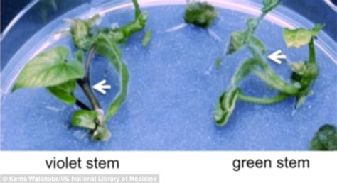 Scientists Alter Plant Color With Crispr Gene Editing Tool Daily Mail