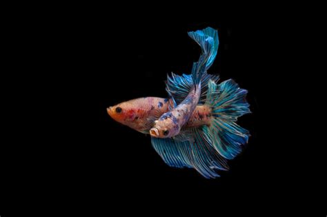 Découvrez Comment Choisir La Meilleure Femelle Pour Votre Aquarium De