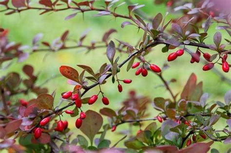 Размножение барбариса | Заготовки на зиму