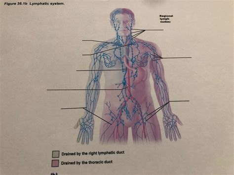 Lymphatic System Diagram Quizlet