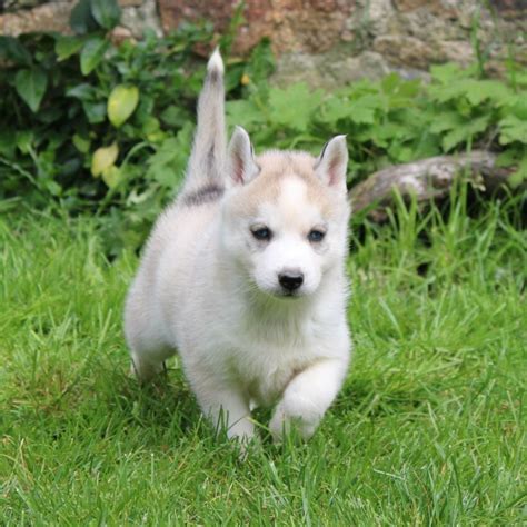 Chiots Huskys Sibérien Lof Parents Testés Indemnes 29870 unCompagnon fr