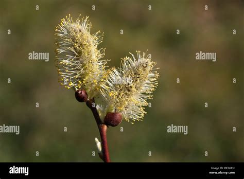 Pussy Willow Salix Caprea Stock Photo Alamy