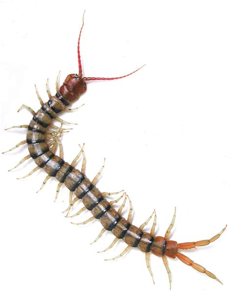 Do Centipedes Really Have 100 Legs Museums Victoria