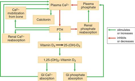 Endocrine Organs And Hormones The Endocrine System Mcat Biology Review