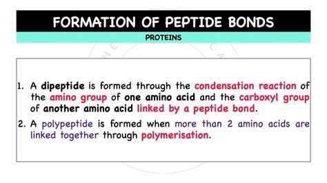 Proteins – Amino Acids & Peptide Bonds – The Theoretical Doctor