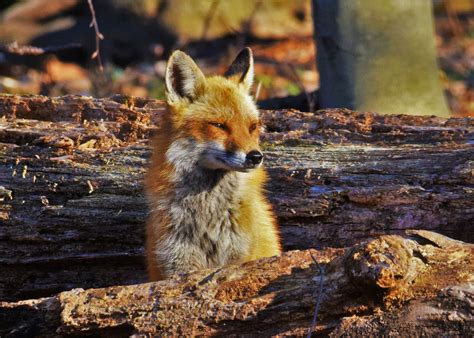 NJDEP| Fish & Wildlife | Fox in New Jersey