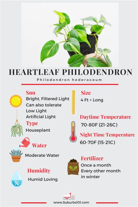 8 Tips on How to Care for Your Heartleaf Philodendron (Infographic ...