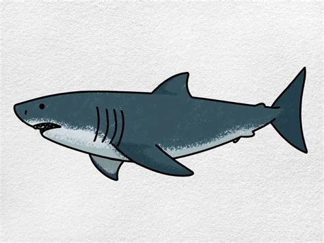 25 Easy Shark Drawing Ideas How To Draw A Shark