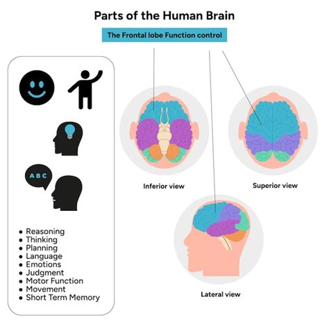 Partes de la anatomía del cerebro humano con diagrama de partes