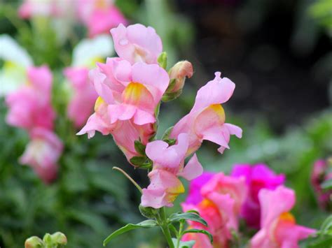 Карликовый львиный зев цветы (69 фото) » НА ДАЧЕ ФОТО