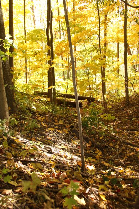 trees  wooded scenes photography  kozmic dreams