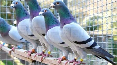 Best Champion Racing Pigeons Breeding Cage Homing Pigeon Domestic