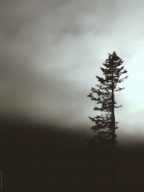 Foggy Tree By Stocksy Contributor Kevin Gilgan Stocksy