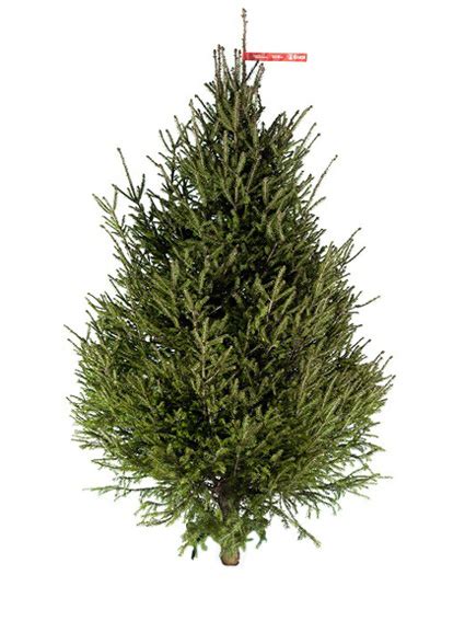 Елка живая, 125-150 см купить на OZON по низкой цене (401475464)