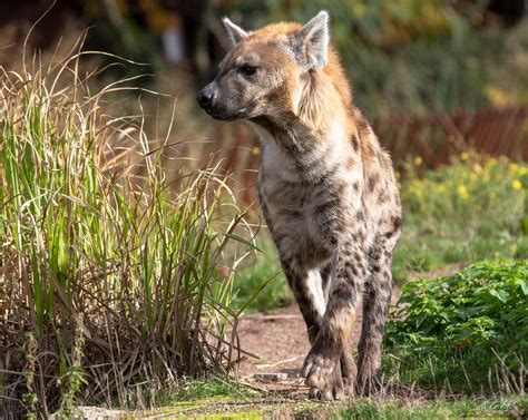 hyaena hyena  pixabay