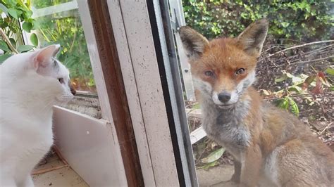 Curious Fox Initiates A Friendly Staring Contest With Two Cats Through