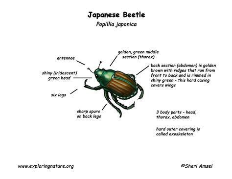 diagram true bug diagram mydiagramonline
