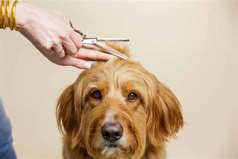 Dog Grooming Cost & Price Guide 2025 | We Love Doodles