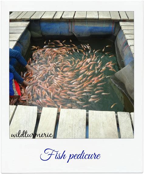 4 Top Benefits And Side Effects Of Fish Pedicure Fish Spa Garra Rufa
