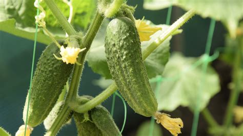 How And When To Fertilize Cucumbers For A Bounty Of