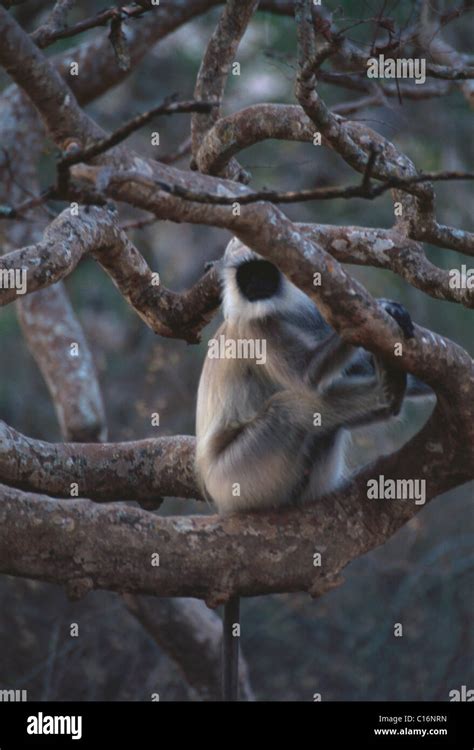 Common Langur Hi Res Stock Photography And Images Alamy