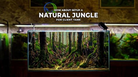 Natural Jungle Style Aquascape For Client By Step By Step Aquascape