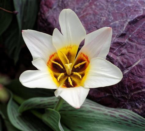 Tulip Tulipa Maria Christina In The Tulips Database Garden Org