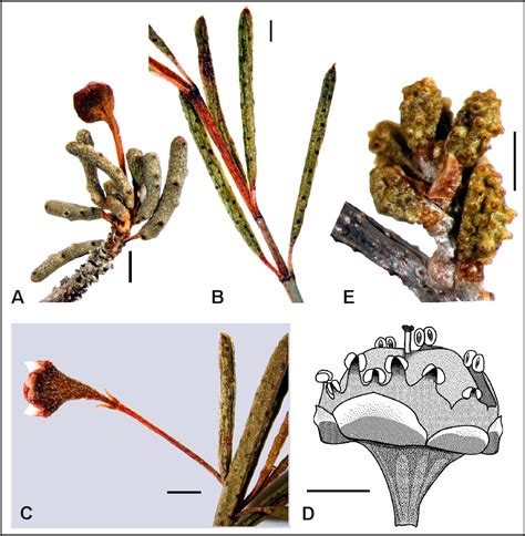 Figure 1 From An Update To The Taxonomy Of Some Western Australian