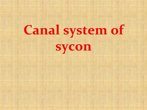 PPT - Canal system of sycon PowerPoint Presentation, free download - ID ...