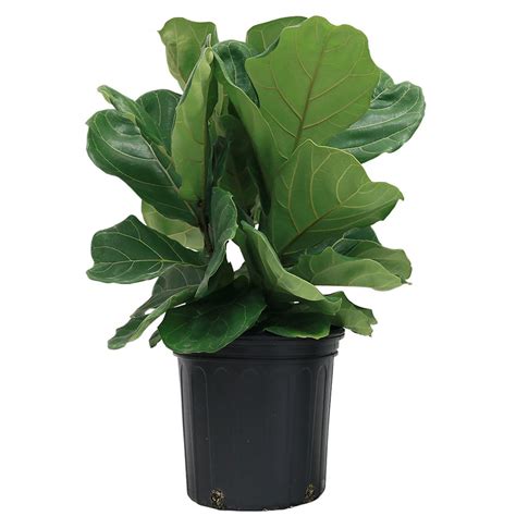 Plants And Seedlings Ficus Lyrata Fiddle Leaf Fig Plant Indoor Tropical