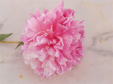 Peony Flower Wallpapers - Wallpaper Cave
