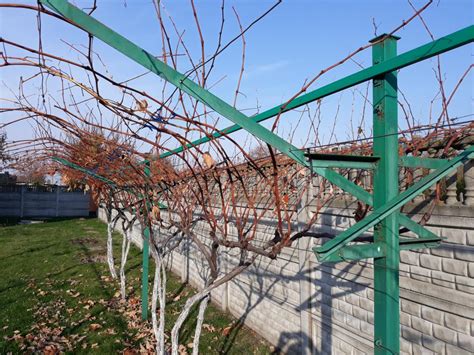 Калифорнийская шпалера