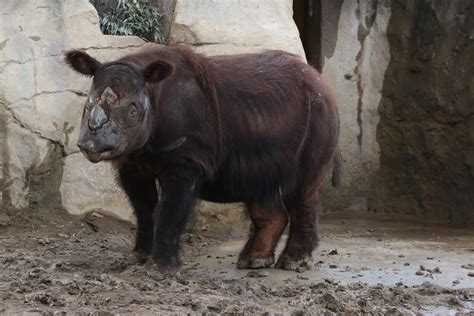 Us Zoo Plans To Send Endangered Sumatran Rhino To Indonesia To Mate