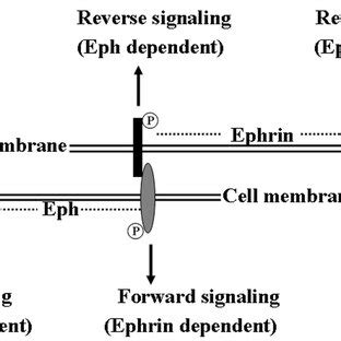 Schematic Representation Of Eph Ephrin Bidirectional Signaling Eph