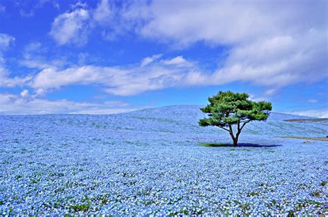 Цветущая земля (большое количество фото) - treepics.ru
