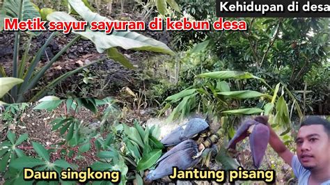 Petik Sayuran Di Kebun Desa Untuk Dimasak Daun Singkong Pepaya