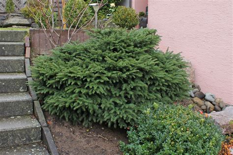 Picea abies "Nidiformis"