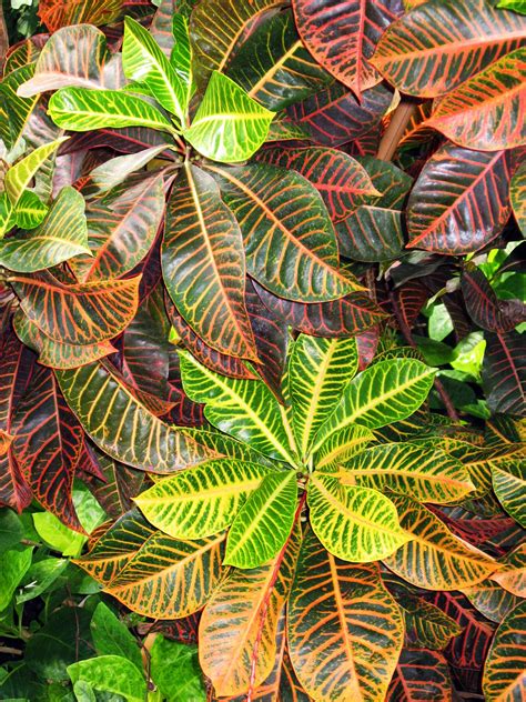 Tropical Flowering Plants For Indoors