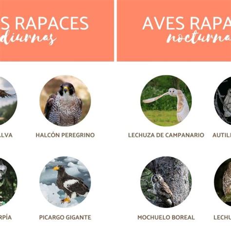 Escoba Triste Presente Cuales Son Las Aves Rapaces En T Rminos De Isla