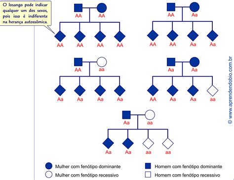 O Que E Gene Dominante - Exemplos De Genes Dominantes E Recessivos