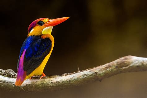 Birding In Goa | Bird Watching Goa India