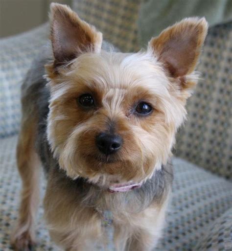 15 Pictures About Female Yorkie Poo Haircuts Dogs Cats