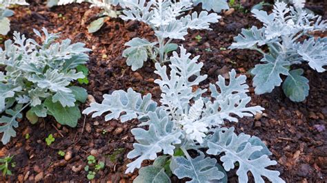 How To Grow And Take Care Of A Dusty Miller Plant