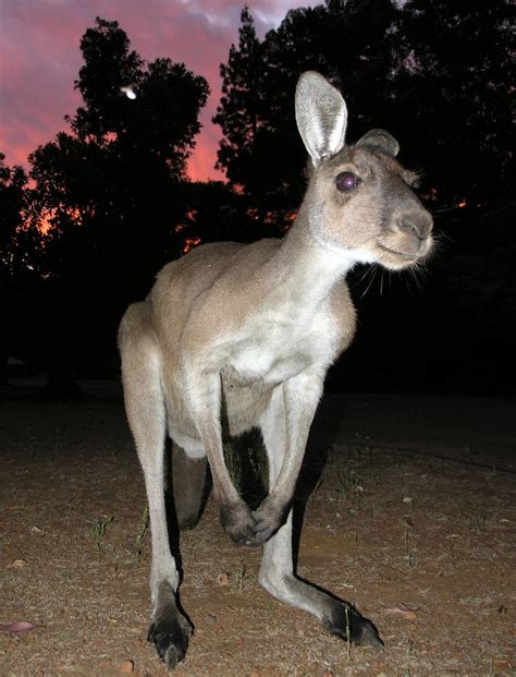 Western grey kangaroo - Alchetron, The Free Social Encyclopedia