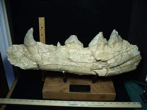 Basilosaurus Jaw– Ancient Whale (022924w) - The Stones & Bones Collection